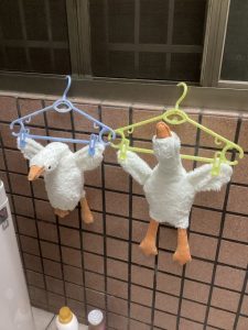 bảo quản gấu bông